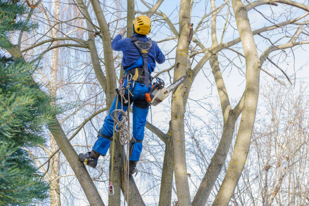 Best Arborist Consultation Services  in Point Venture, TX